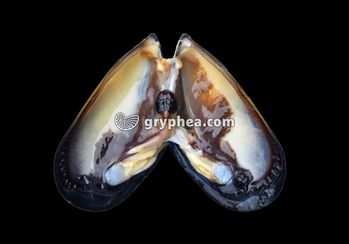 Anatomie interne de la Moule - gryphea.org